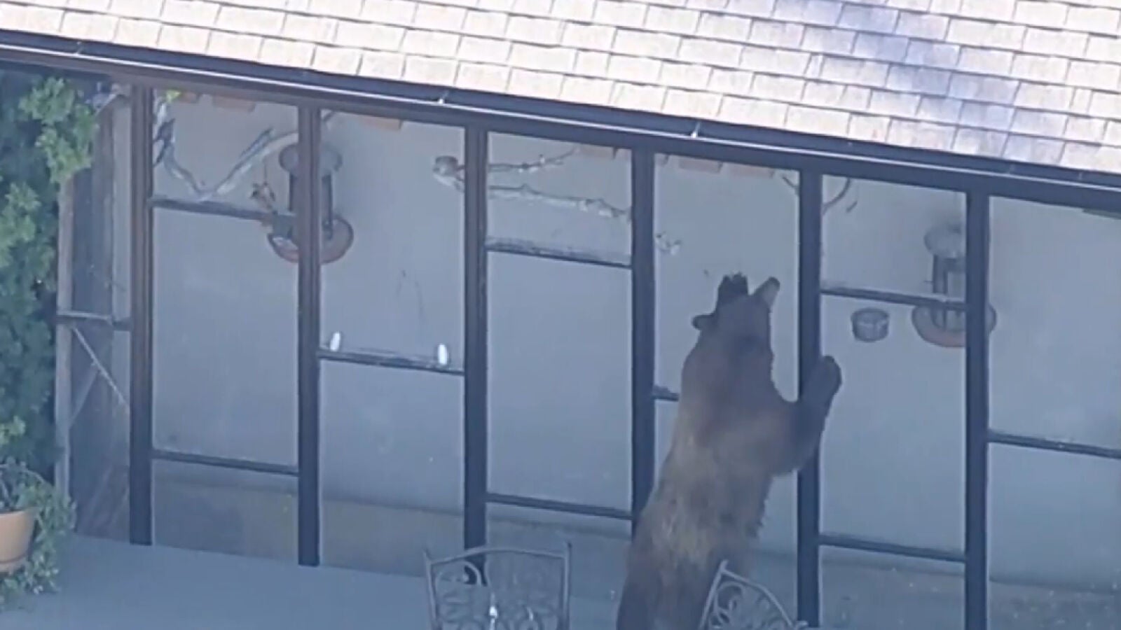 Un oso sorprende a una familia al colarse en su casa de Los Ángeles buscando comida
