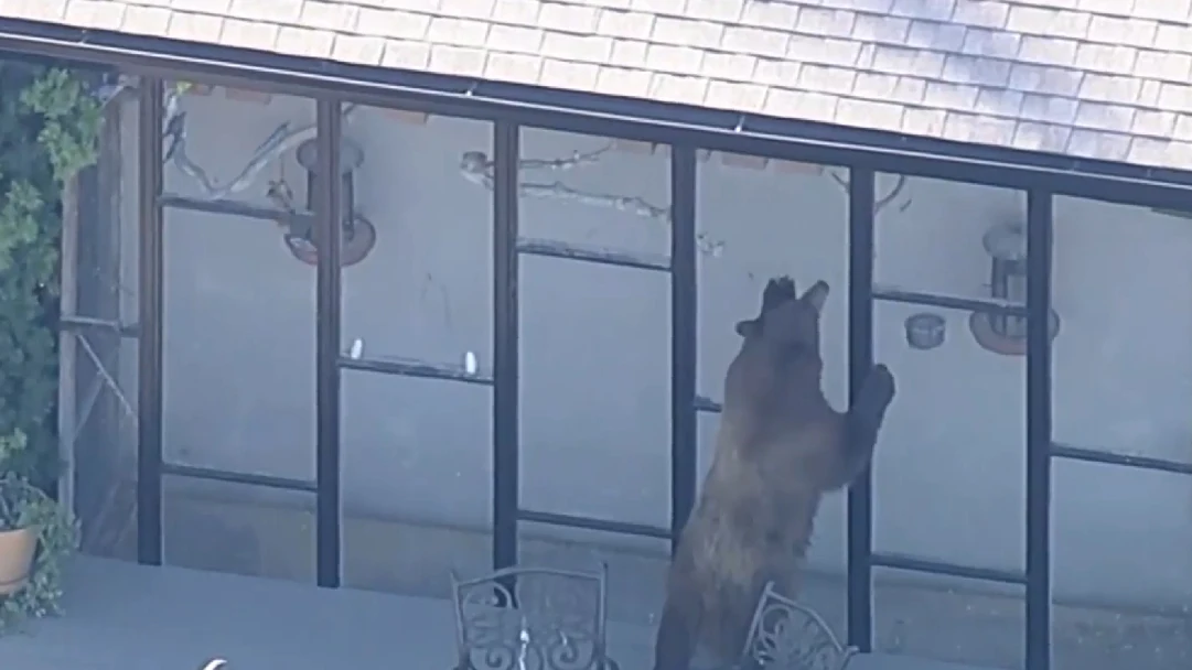 Oso en Los Ángeles Oso en Los Ángeles