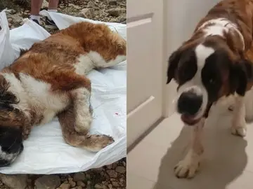 La Guardia Civil salva la vida a un San Bernardo de 80 kilos en Barcelona La Guardia Civil salva la vida a un San Bernardo de 80 kilos en Barcelona