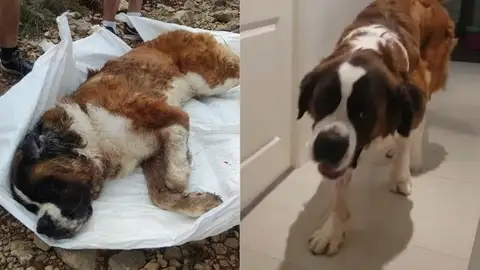 La Guardia Civil salva la vida a un San Bernardo de 80 kilos en Barcelona La Guardia Civil salva la vida a un San Bernardo de 80 kilos en Barcelona