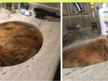 La tierna imagen de un gato dentro de un lavabo que se ha colado en un anuncio de Idealista