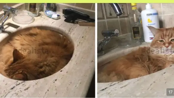 La tierna imagen de un gato dentro de un lavabo que se ha colado en un anuncio de Idealista La tierna imagen de un gato dentro de un lavabo que se ha colado en un anuncio de Idealista