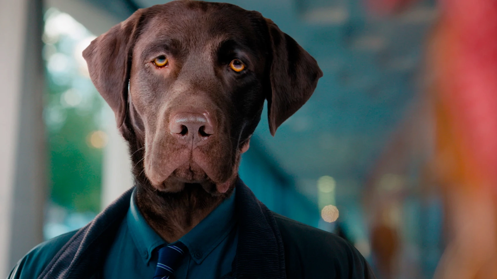“De tal dueño, tal perro”: la teoría de Morgane sobre el sorprendente parecido entre los perros y sus dueños “De tal dueño, tal perro”: la teoría de Morgane sobre el sorprendente parecido entre los perros y sus dueños