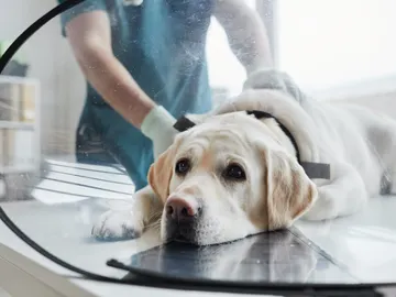 Perro veterinario Perro veterinario