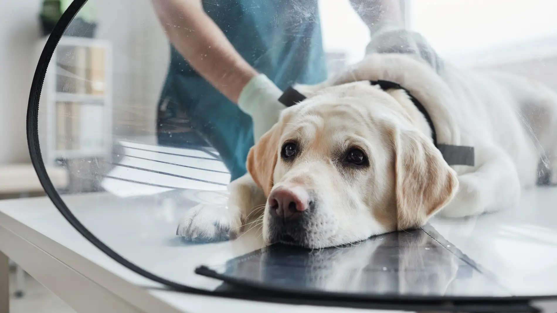 Perro veterinario