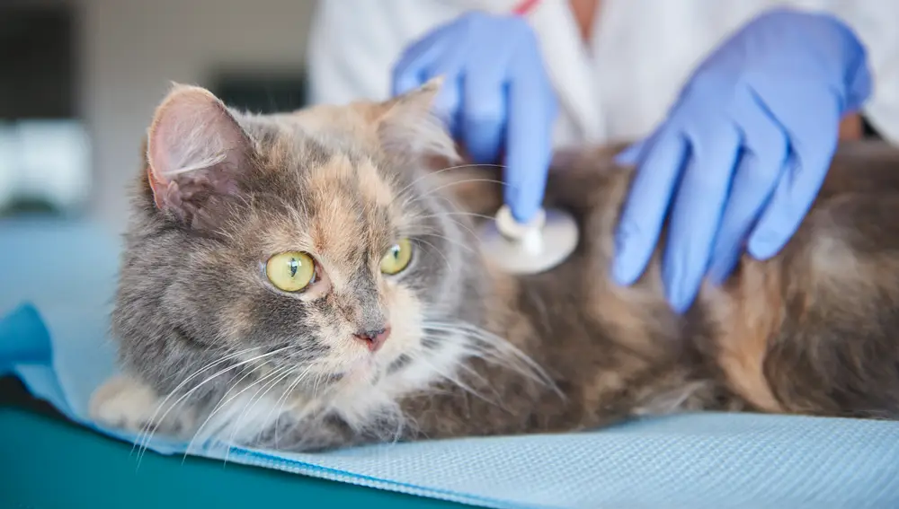 Gato en el veterinario