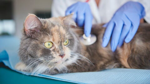 Gato en el veterinario