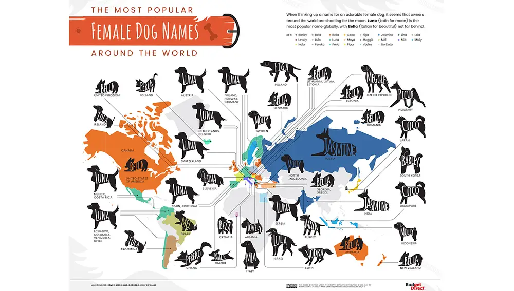 Nombres más comunes de perras en el mundo