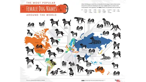 Nombres más comunes de perras en el mundo Nombres más comunes de perras en el mundo