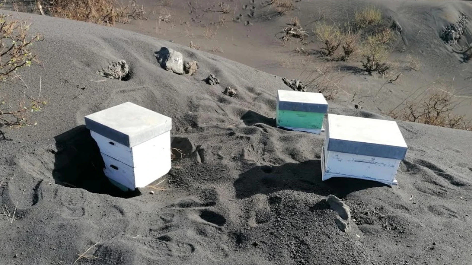 Miles de abejas sobreviven sepultadas bajo ceniza cerca del volcán de La Palma gracias a una capa de propóleo