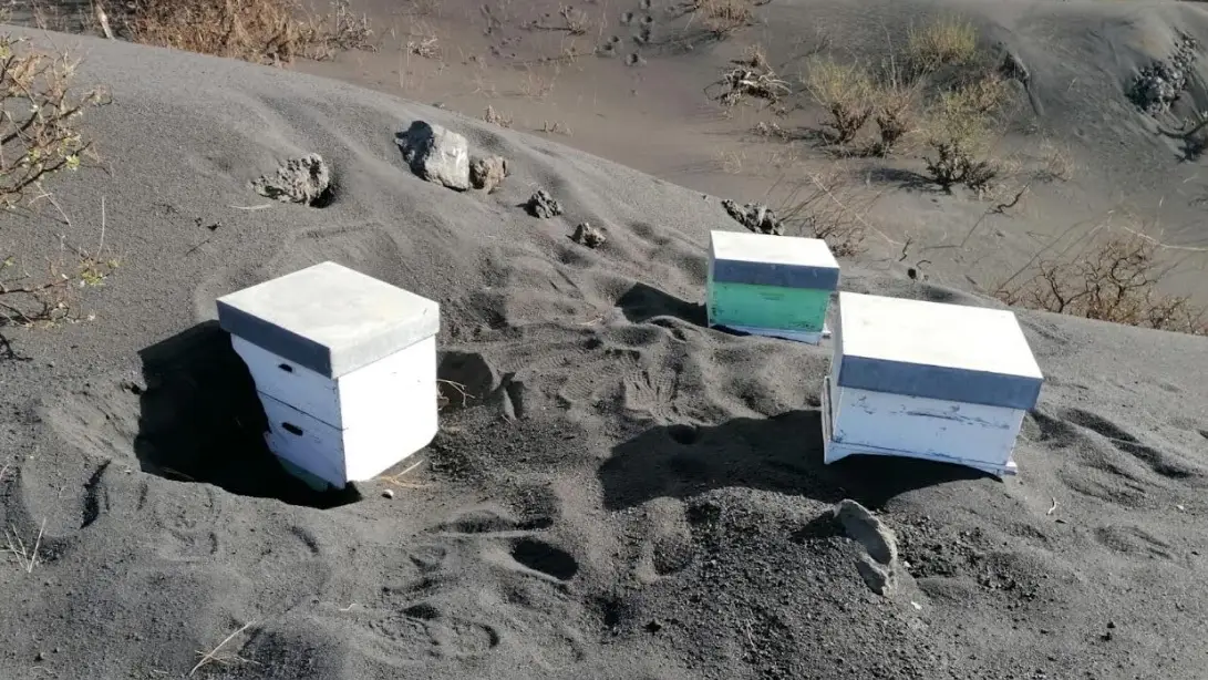 Miles de abejas sobreviven sepultadas bajo ceniza cerca del volcán de La Palma gracias a una capa de propóleo Miles de abejas sobreviven sepultadas bajo ceniza cerca del volcán de La Palma gracias a una capa de propóleo