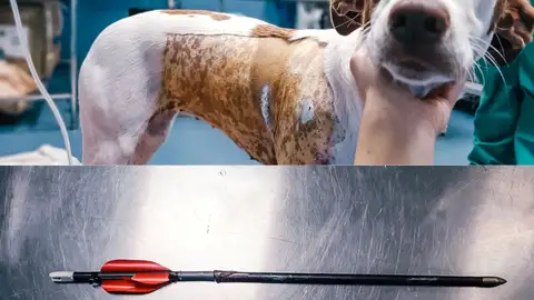 Disparan con una flecha a una perra podenca Disparan con una flecha a una perra podenca