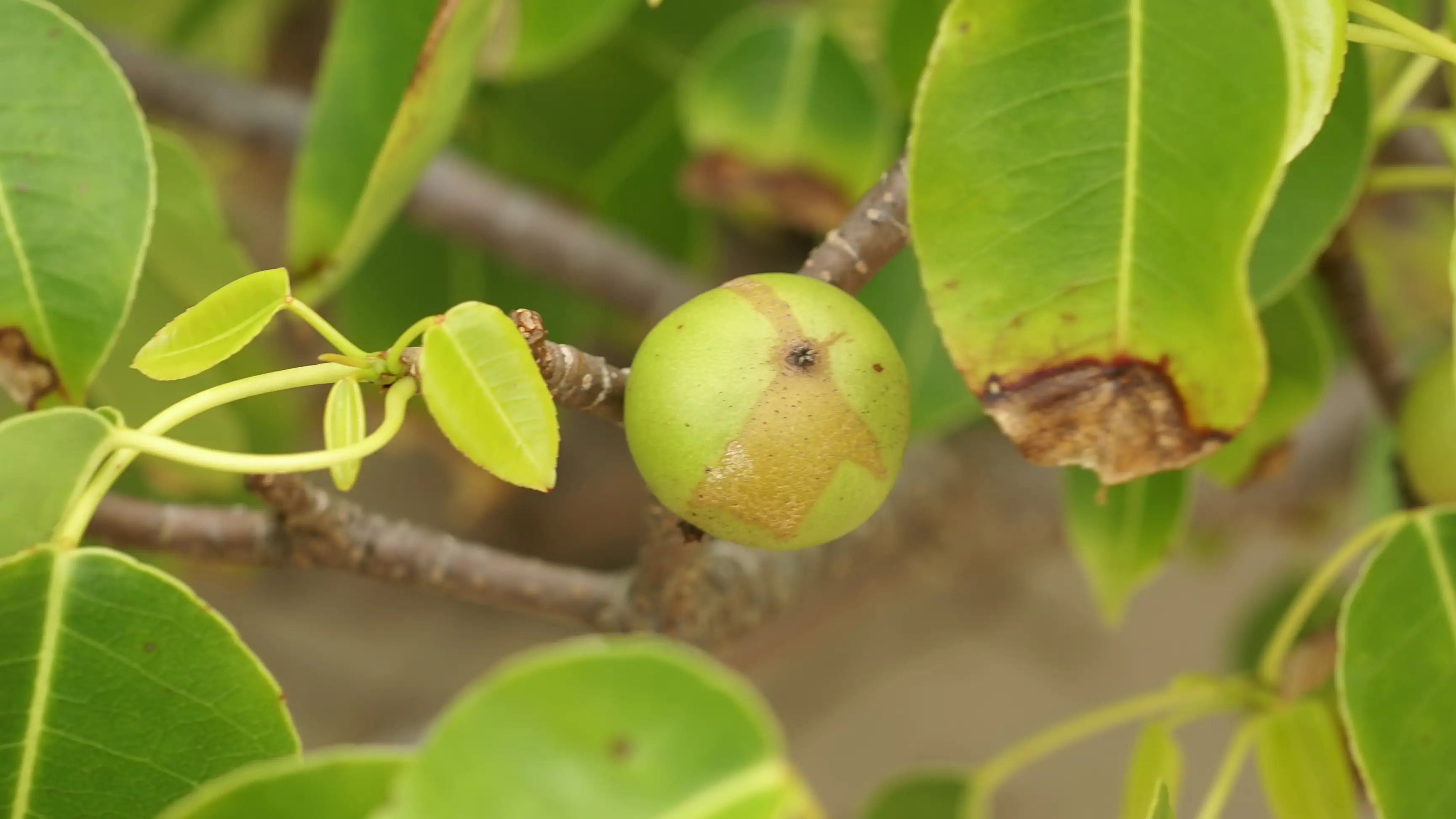 Manzana del árbol de la muerte Manzana del árbol de la muerte