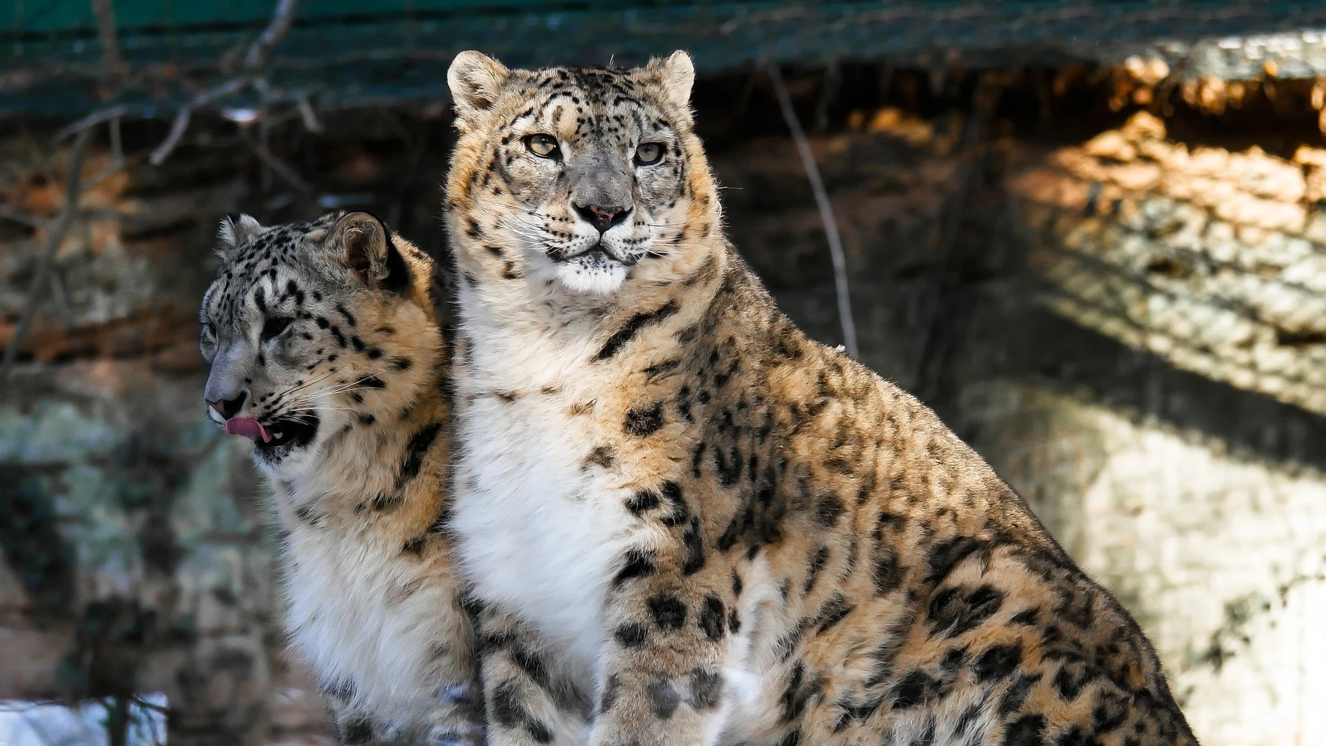 Dónde vive leopardo de nieves y cuántos quedan en el mundo en 2022?
