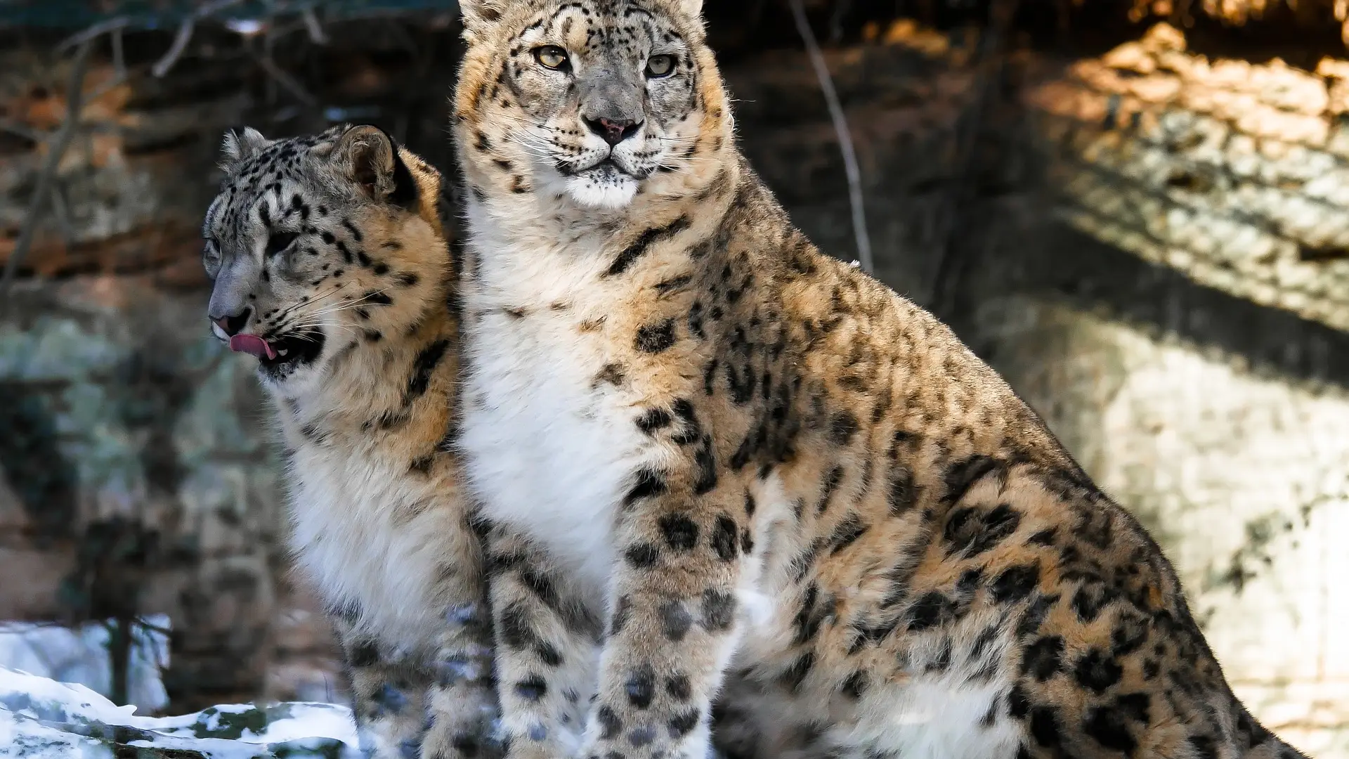 Secuestran animales en el zoo de Dallas leopardos de las nieves