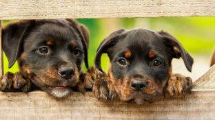 Los perros entienden un promedio de 89 palabras y frases &uacute;nicas, seg&uacute;n un estudio