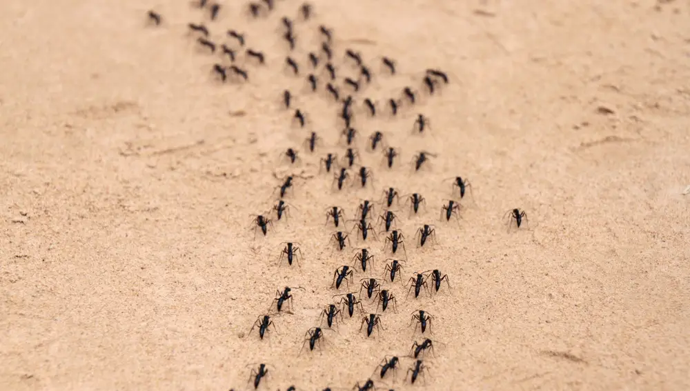Hilera de hormigas
