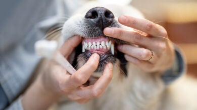 ¿Cuán importante es la higiene bucal de nuestras mascotas?