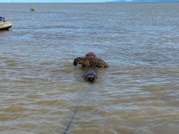 Rescatan a un jaguar exhausto nadando por las aguas del Caribe colombiano