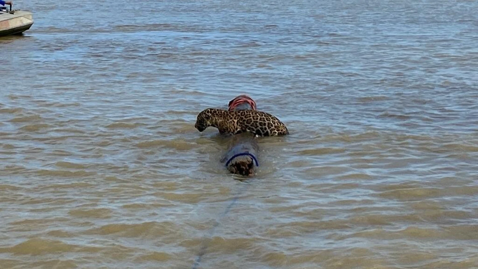 Rescatan a un jaguar exhausto nadando por las aguas del Caribe colombiano