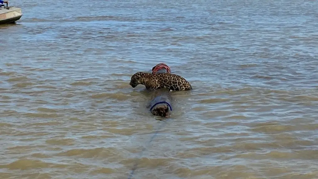 Rescatan a un jaguar exhausto nadando por las aguas del Caribe colombiano