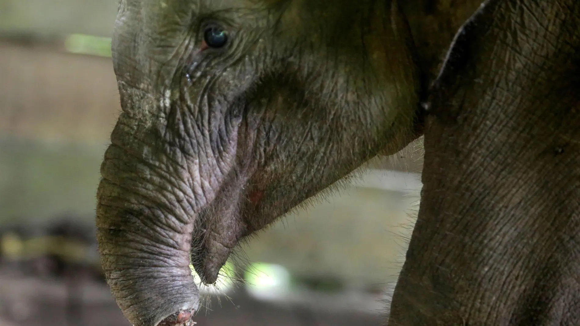 Muere una cría de elefante tras perder la trompa en una trampa en Indonesia