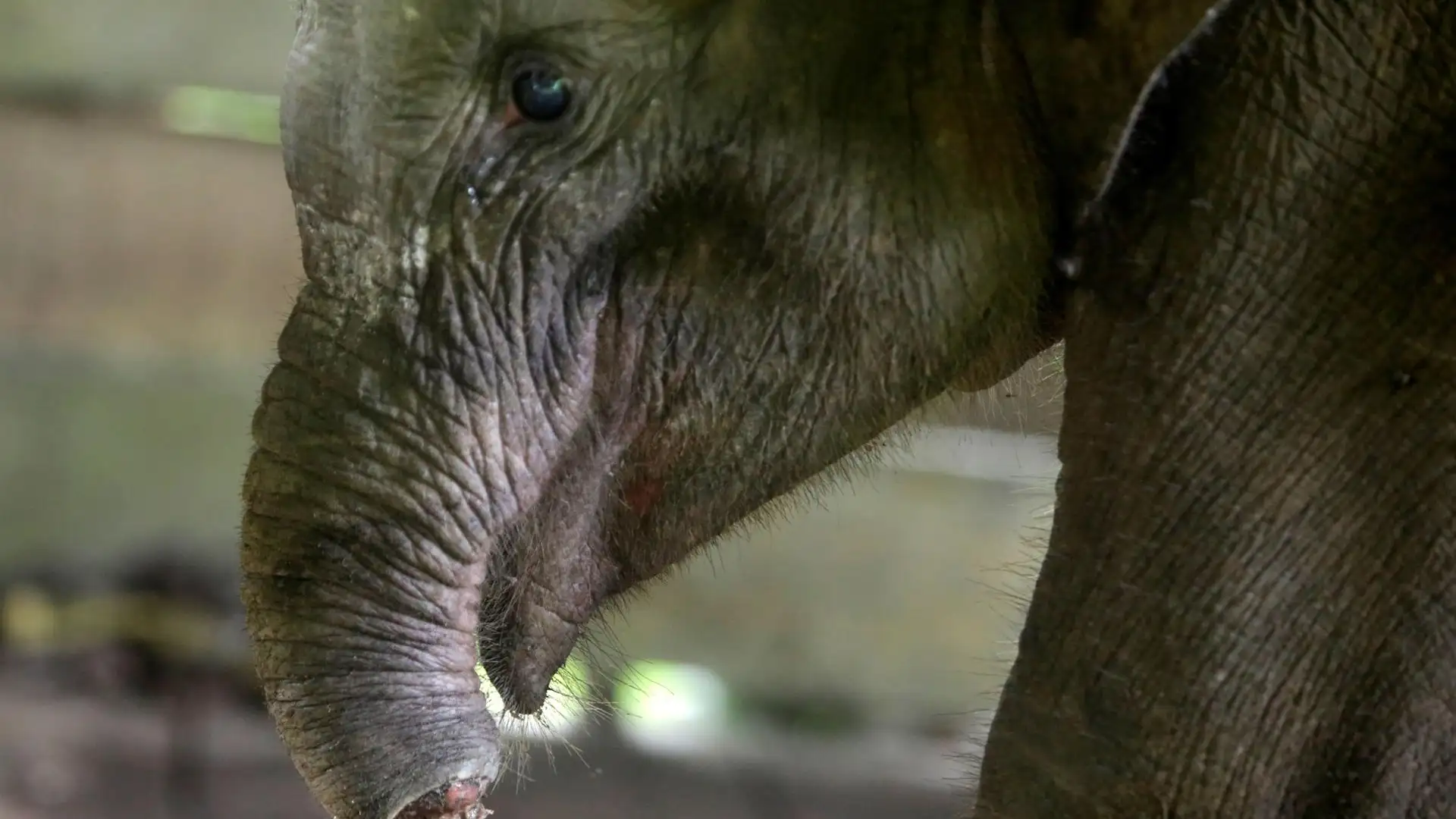 Muere una cría de elefante tras perder la trompa en una trampa en Indonesia Muere una cría de elefante tras perder la trompa en una trampa en Indonesia