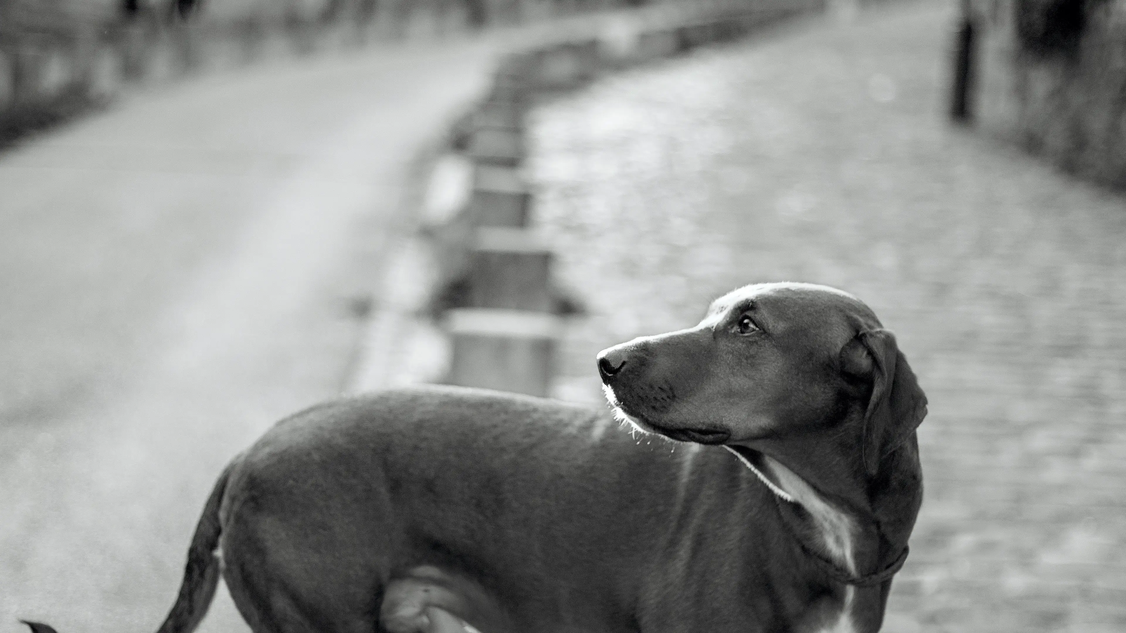 Ley de Protección Animal, el nuevo punto de discordia entre los socios de Gobierno: ¿por qué no se aprueba ya? Ley de Protección Animal, el nuevo punto de discordia entre los socios de Gobierno: ¿por qué no se aprueba ya?