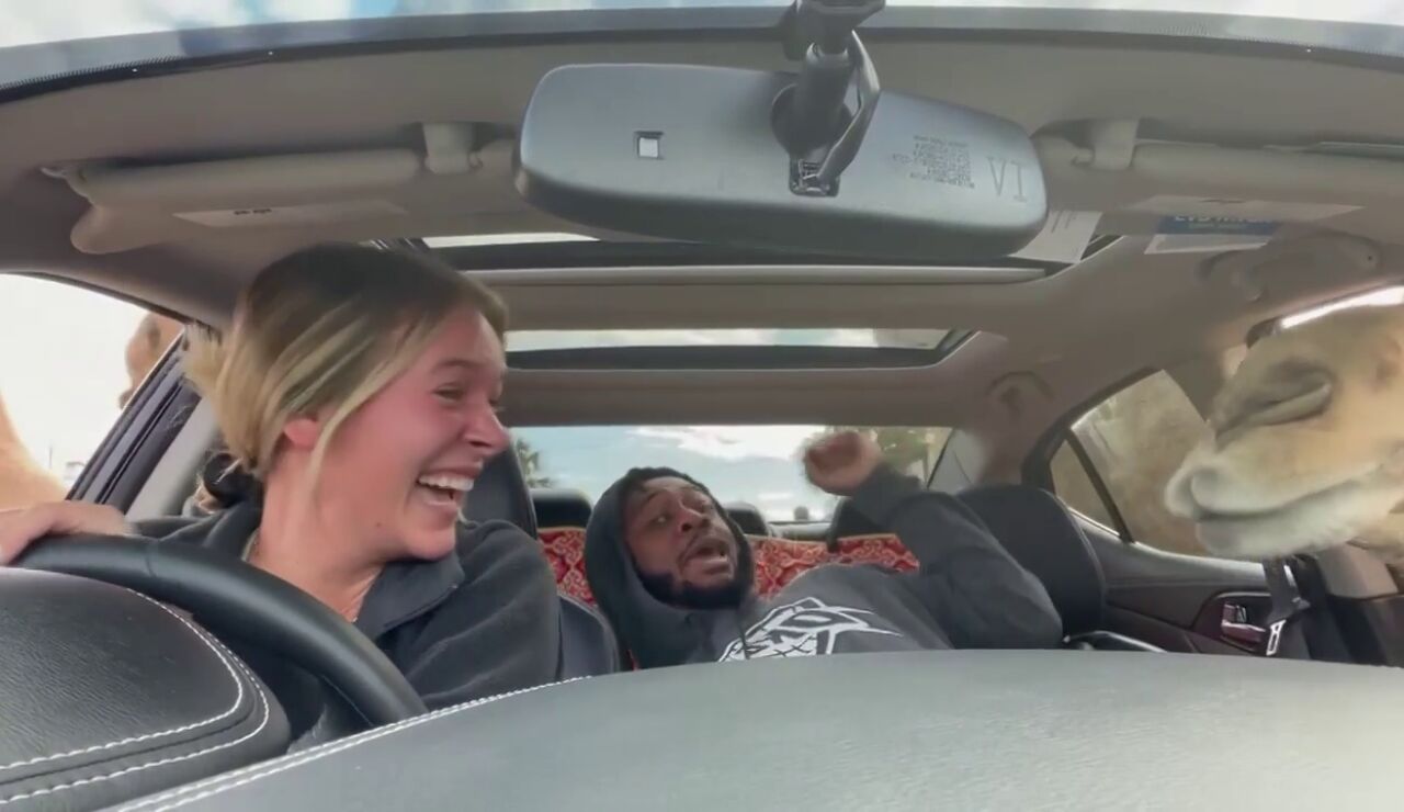 El desternillante momento en que un hombre se asusta dando de comer a un camello en una safari