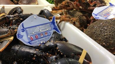 Los precios de pescados y mariscos, al alza a un mes de la Nochebuena
