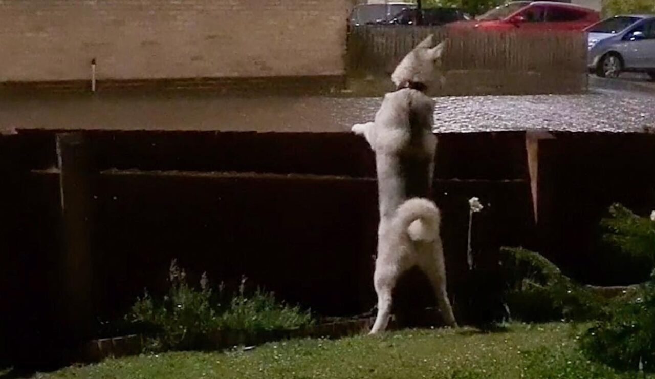 Perro escuchando truenos por primera vez