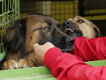 Perros en una protectora de animales Perros en una protectora de animales