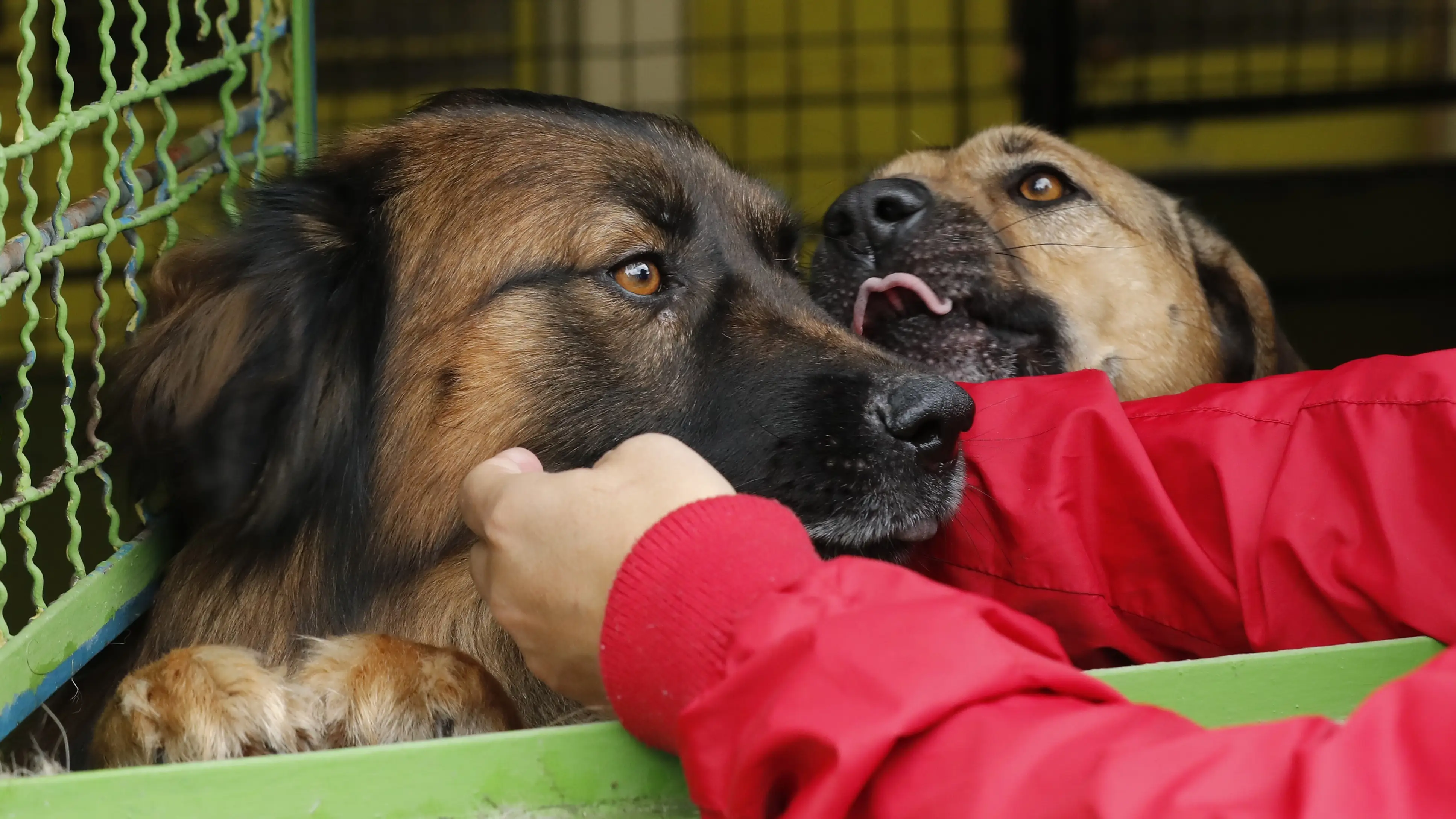 Perros en una protectora de animales