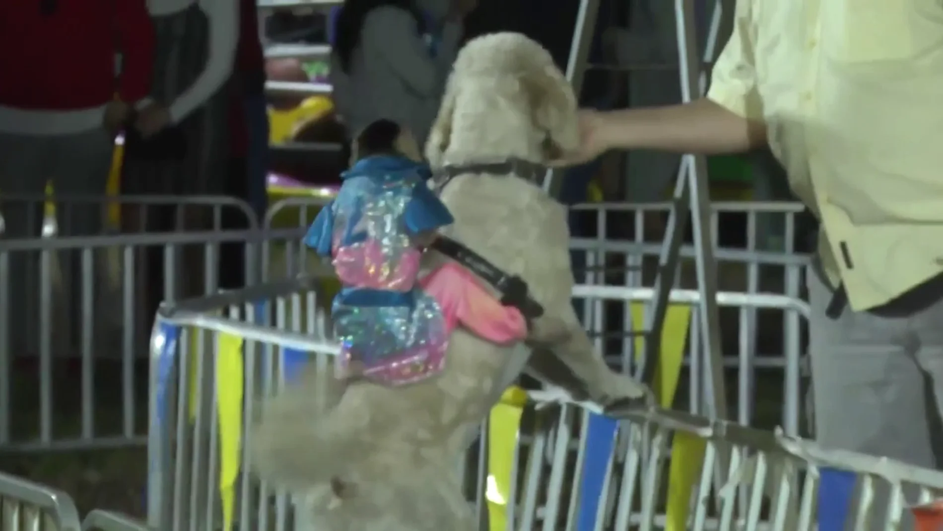 Animalistas protestan contra las carreras de monos a lomos de perros en Florida
