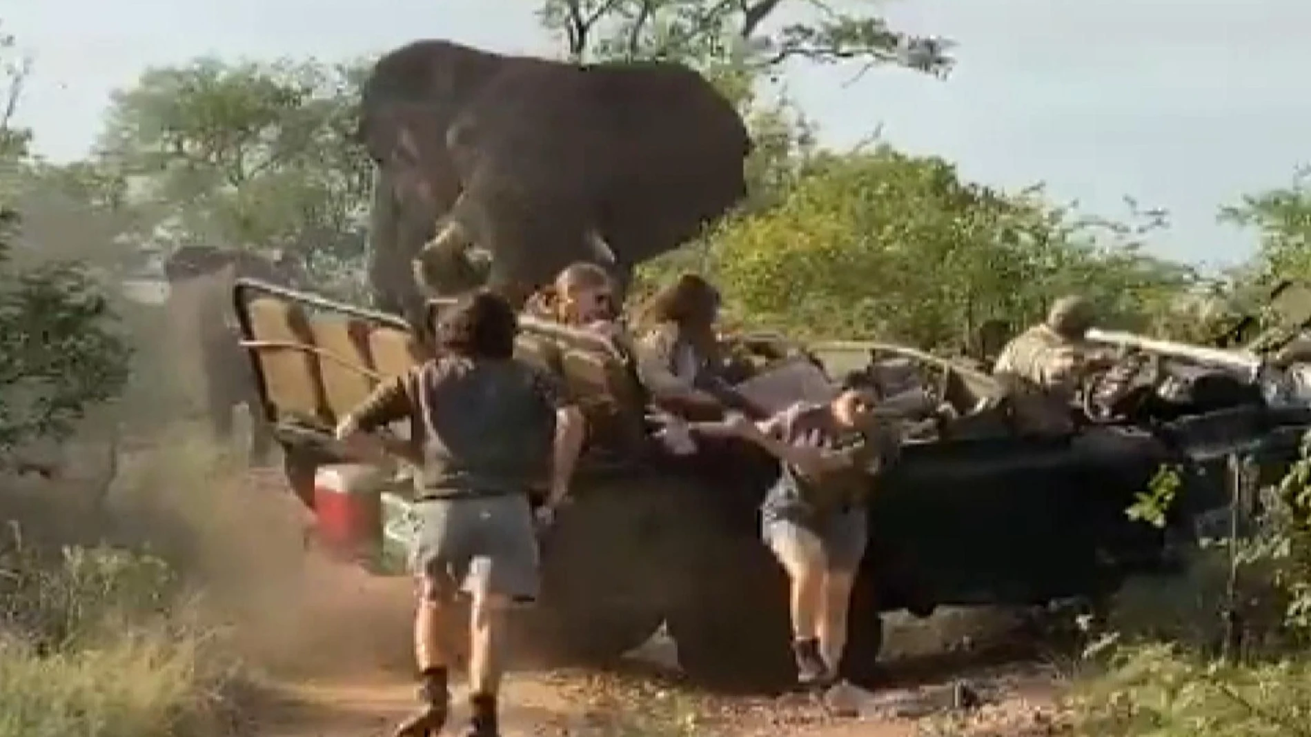 Elefante en safari de Sudáfrica