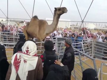 Camellos descalificados de un certamen de belleza