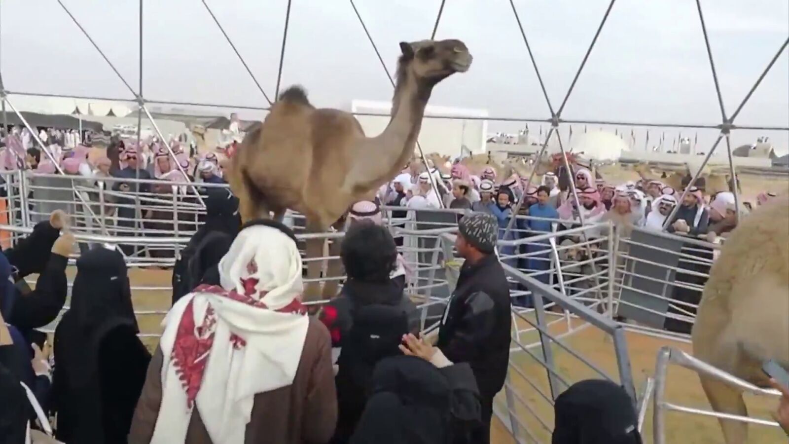 Descalifican a 43 camellos de un concurso en Arabia Saudí por llevar bótox