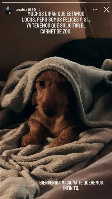 Macarena, la nueva perrita de Ana Fernández Ana Fernández