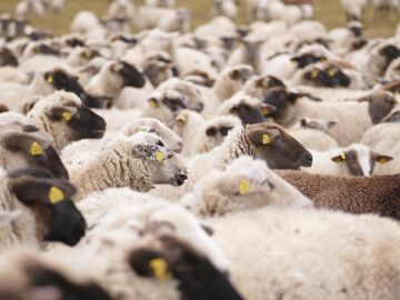 Denuncian el robo de 150 corderos y 50 ovejas y piden más vigilancia en explotaciones ganaderas para la Navidad
