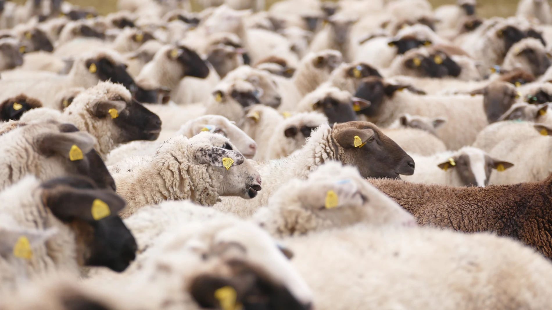 Denuncian el robo de 150 corderos y 50 ovejas y piden más vigilancia en explotaciones ganaderas para la Navidad