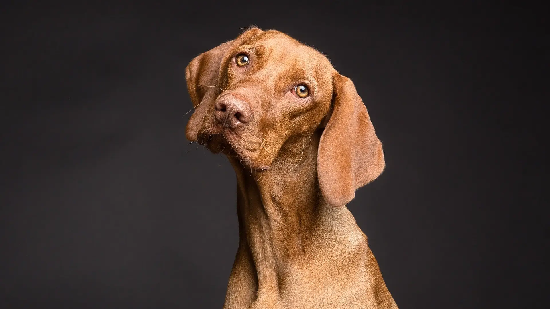 El perro más rico del mundo busca comprador para una de sus mansiones El perro más rico del mundo busca comprador para una de sus mansiones