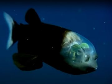 pez barreleye