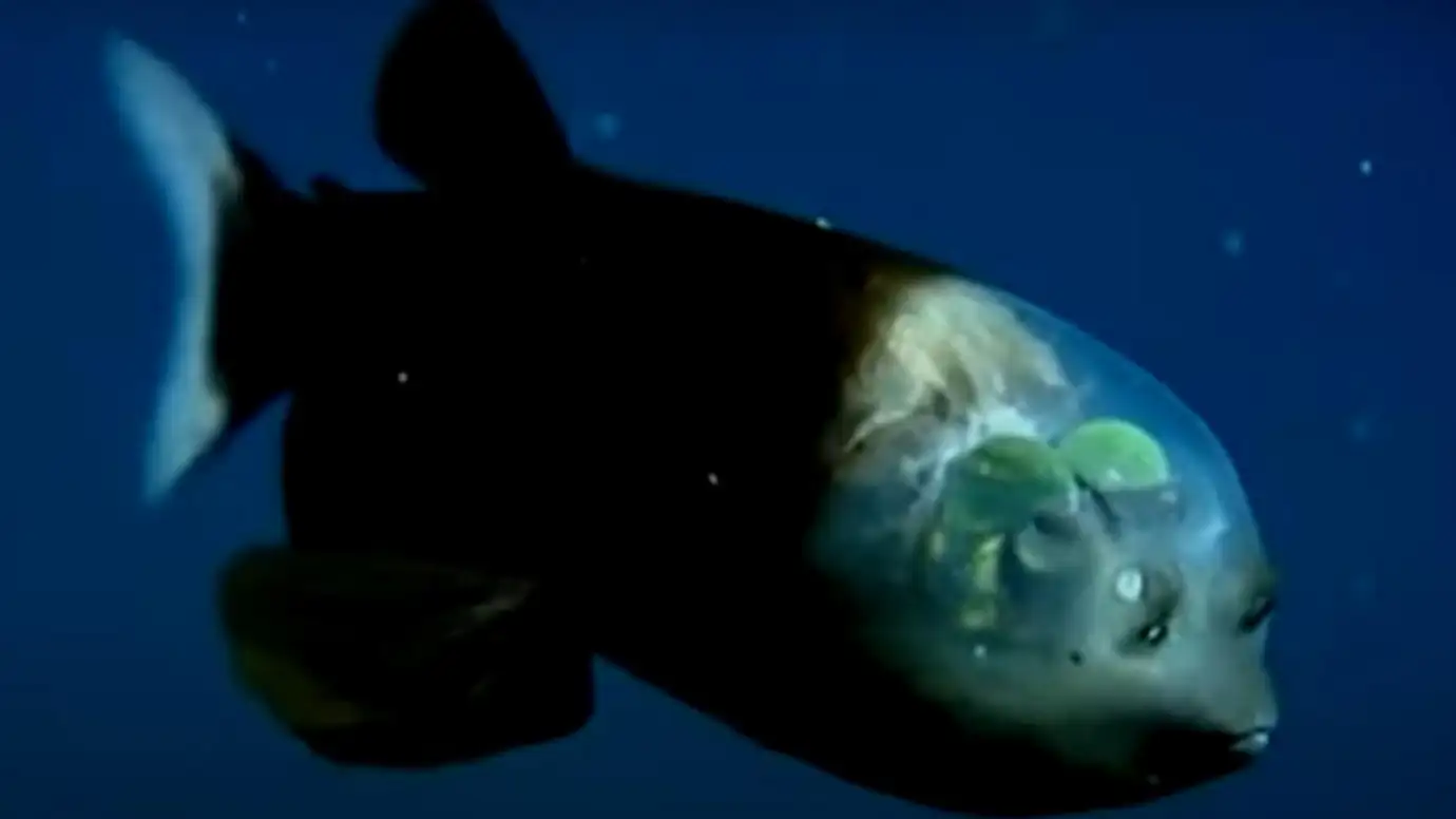 pez barreleye