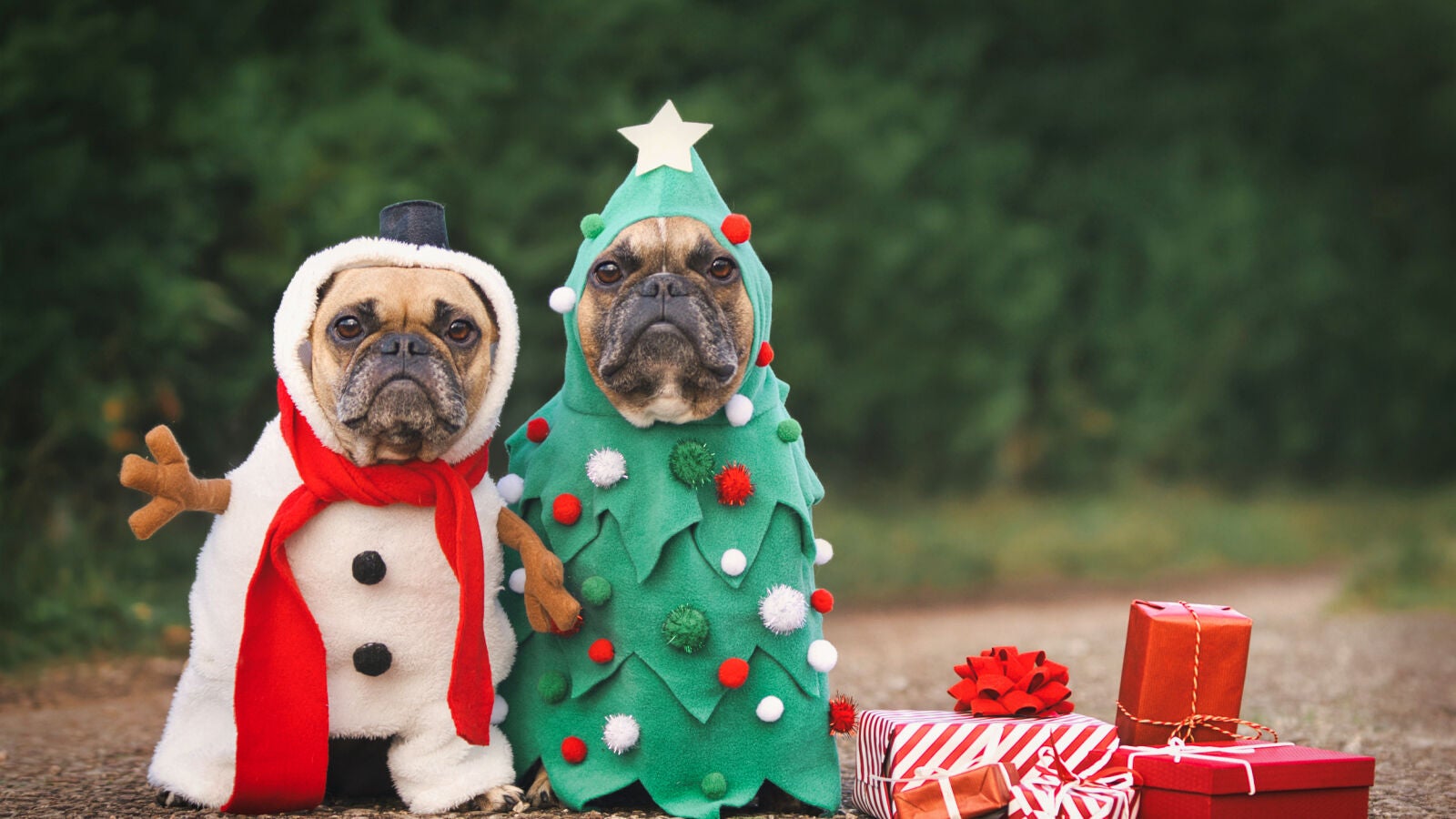 Mascotas y problemas con el cambio de rutinas en Navidad