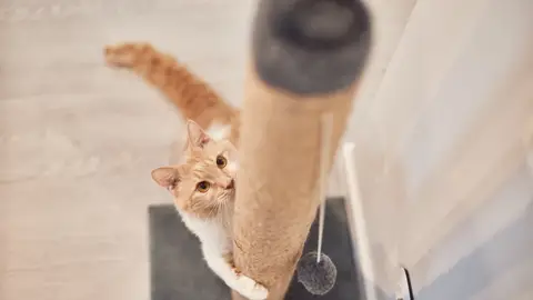 Rascador de gato Rascador de gato