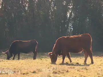 Multas de hasta 1.500 euros por no recoger los excrementos de las vacas en un pueblo gallego Multas de hasta 1.500 euros por no recoger los excrementos de las vacas en un pueblo gallego