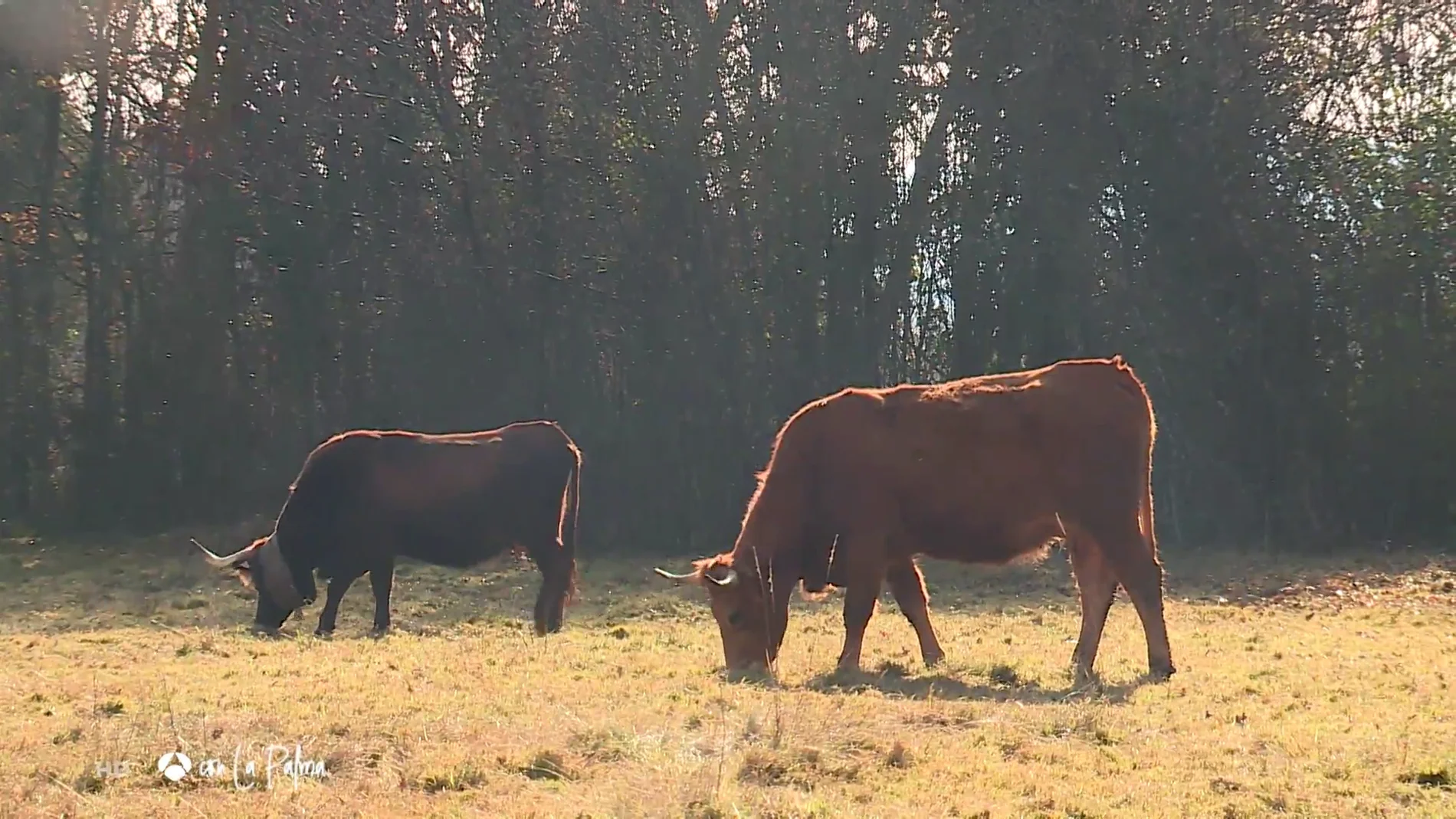 Multas de hasta 1.500 euros por no recoger los excrementos de las vacas en un pueblo gallego