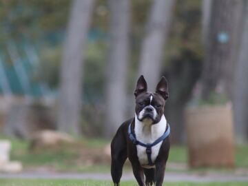 El perro, de raza Boston Terrier, ha logrado con su aviso de que trasladaran a la pequeña al hospital