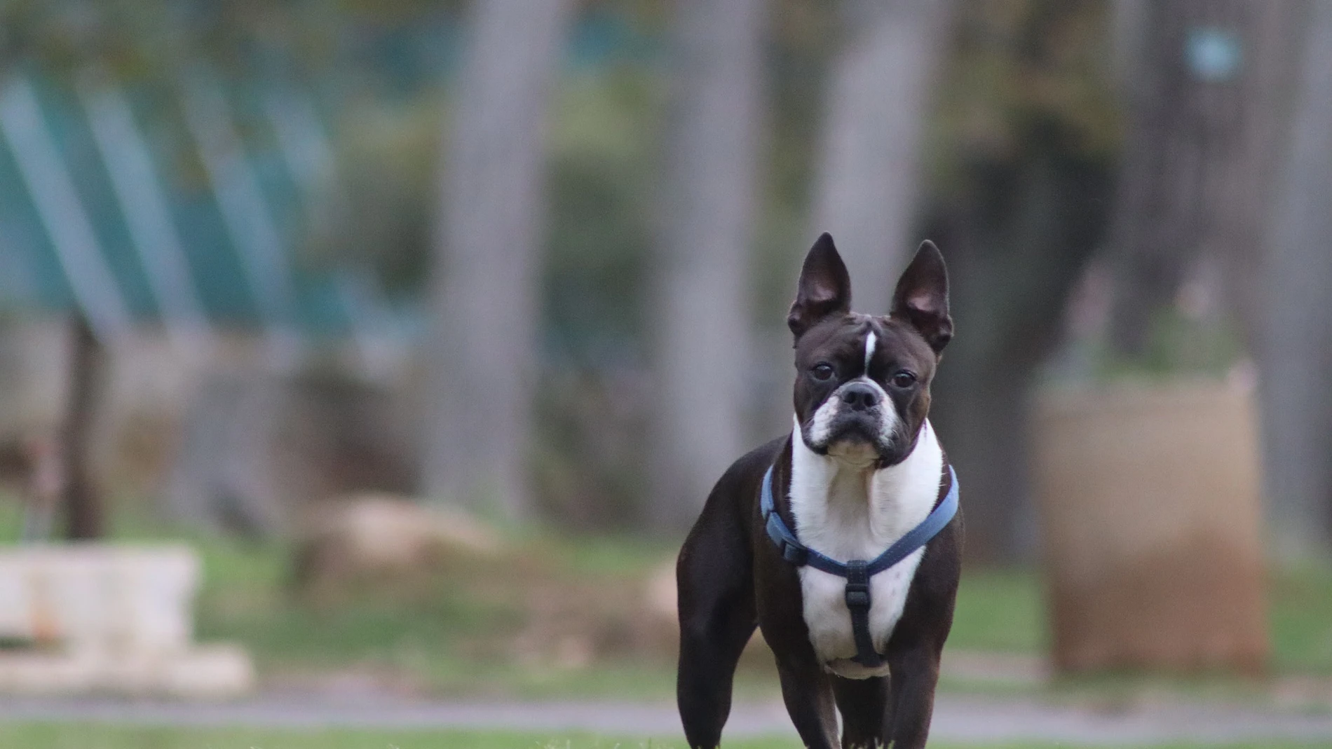 El perro, de raza Boston Terrier, ha logrado con su aviso de que trasladaran a la pequeña al hospital
