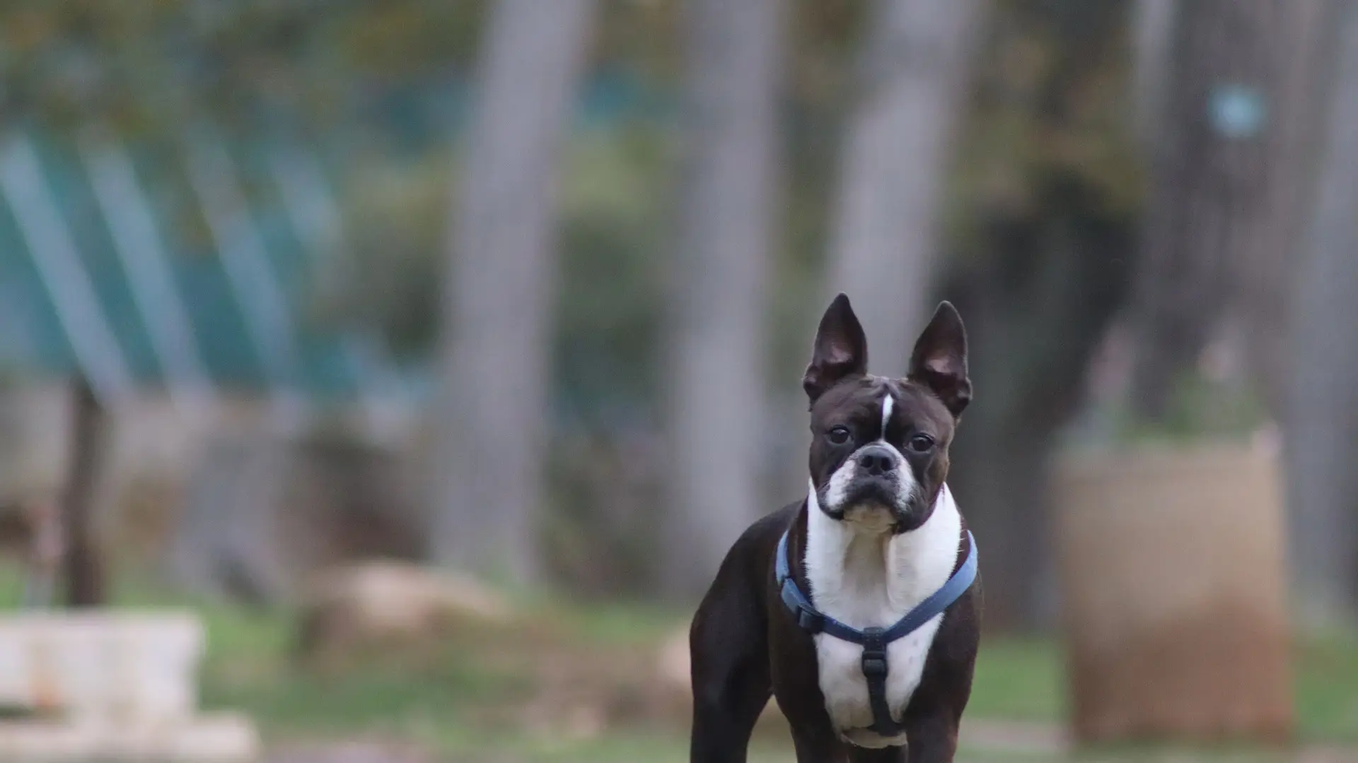 El perro, de raza Boston Terrier, ha logrado con su aviso de que trasladaran a la peque&ntilde;a al hospital